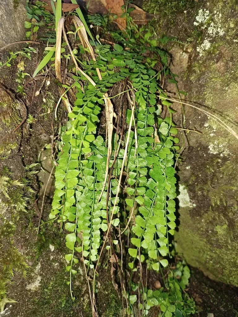 Necklace Fern