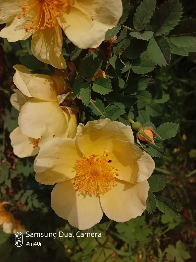 Rosa Platyacantha