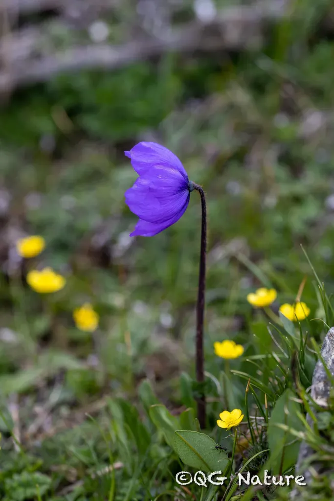 Meconopsis Lancifolia