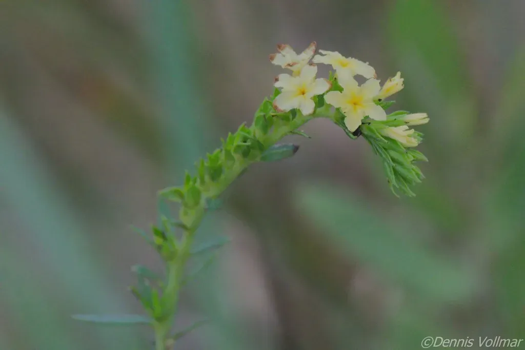Pineland Heliotrope