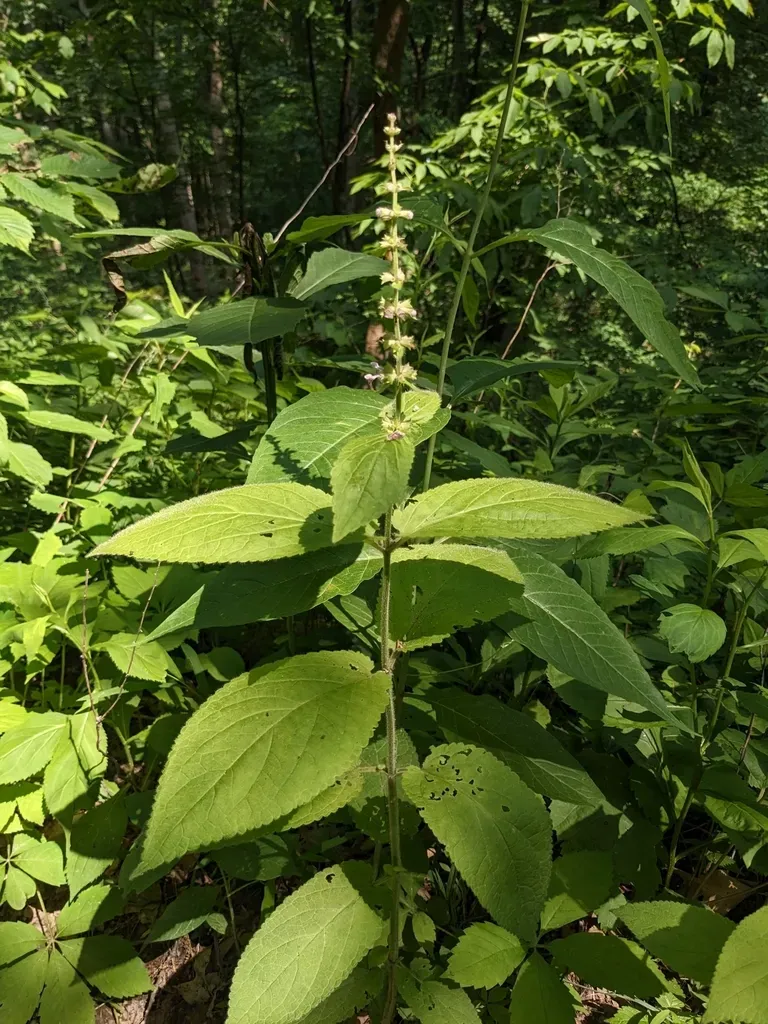 Heartleaf Hedgenettle