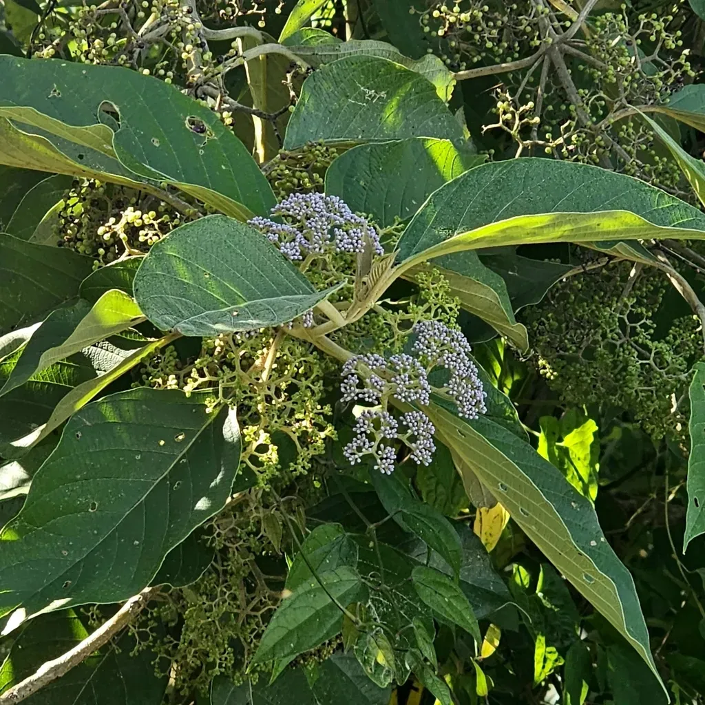 Callicarpa Arborea