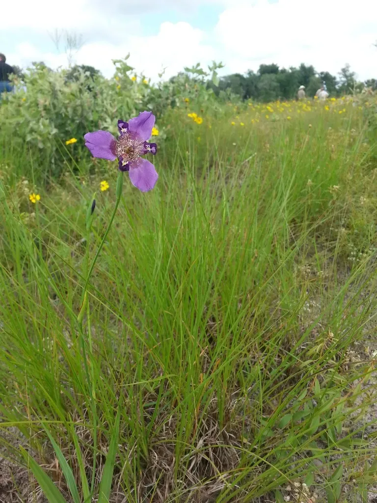 Propeller Flower