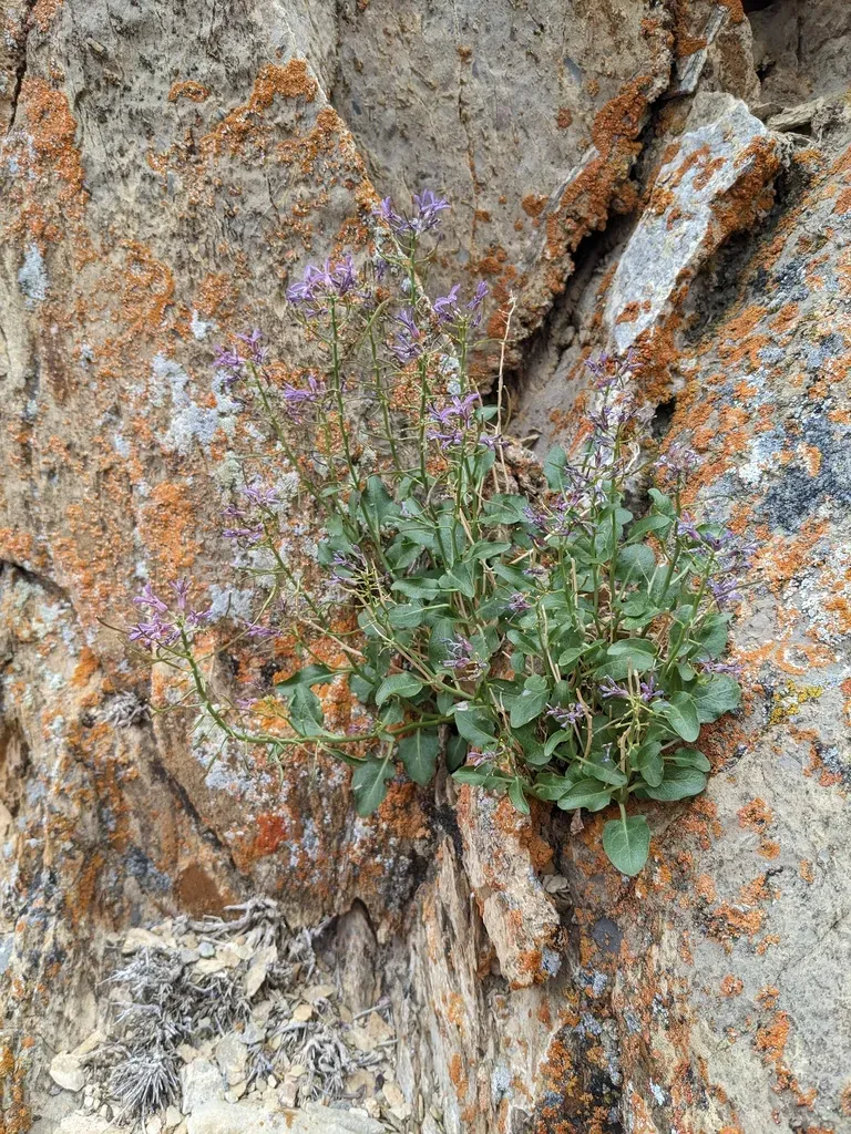 Jaeger's Caulostramina