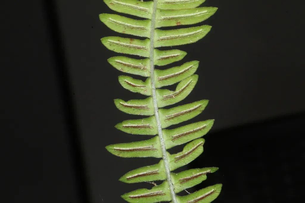 Blechnum Asplenioides