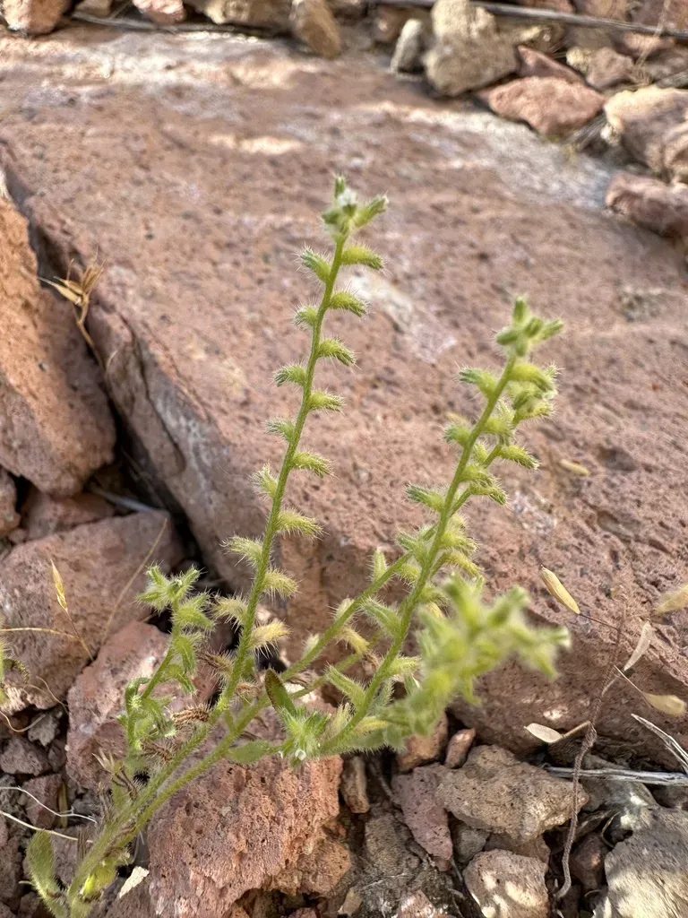 Curved-nut Cryptantha
