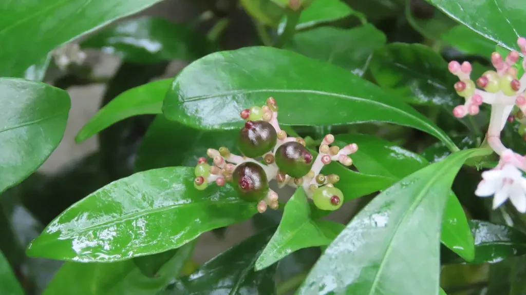 Curved Flower Woody Chassalia