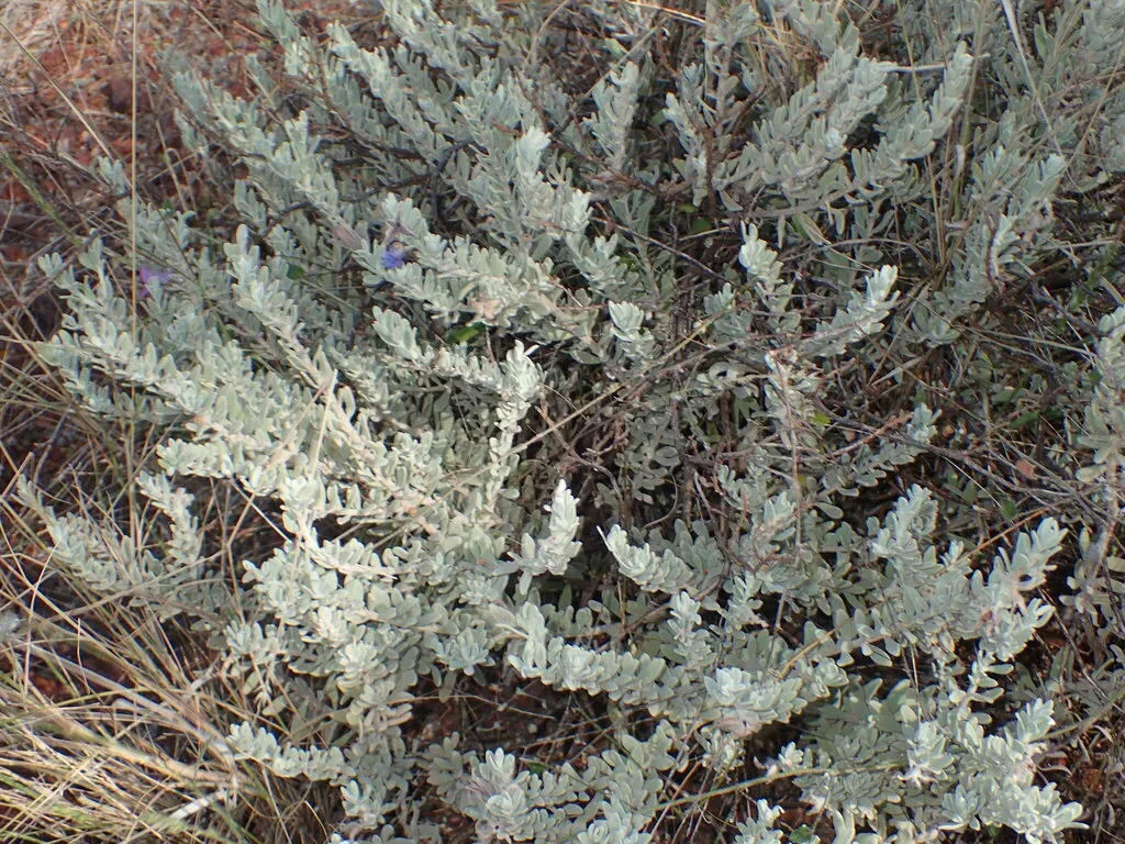 Eremophila Capricornica