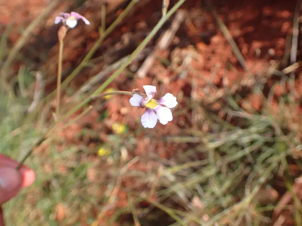 Goodenia Vilmoriniae