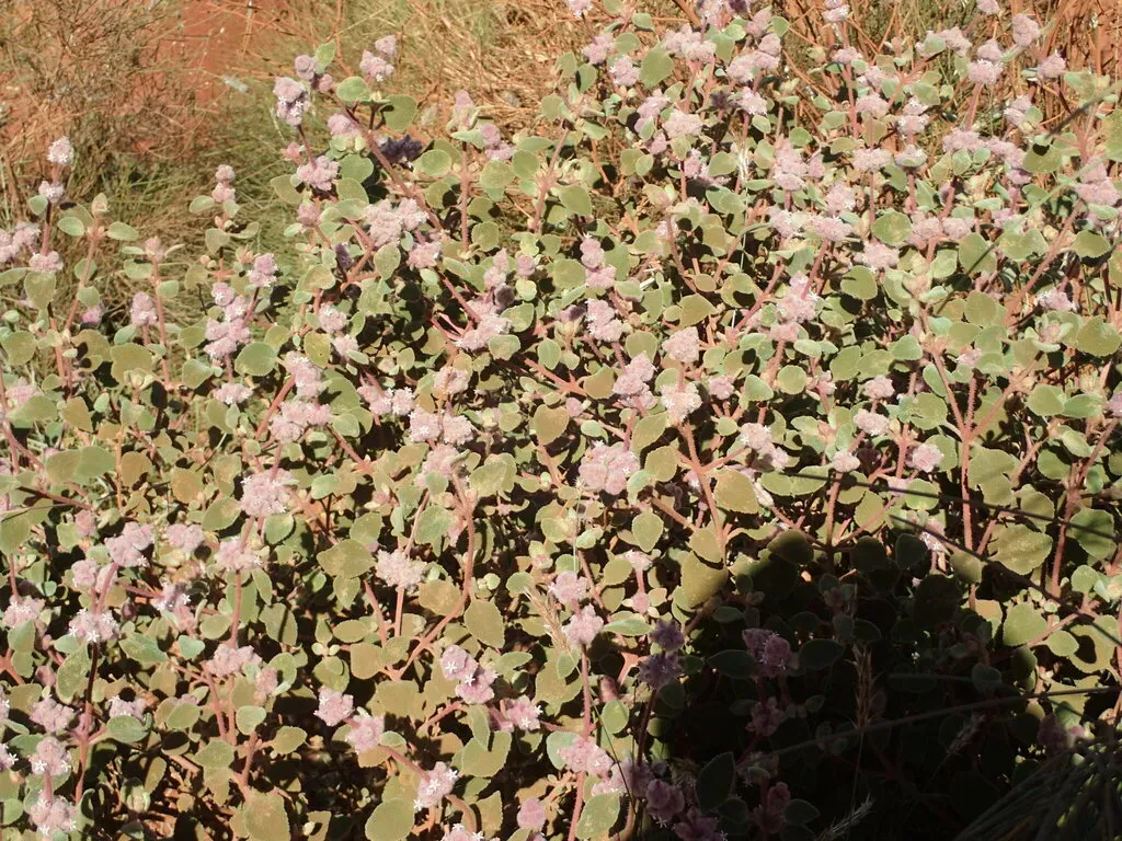 Dicrastylis Cordifolia