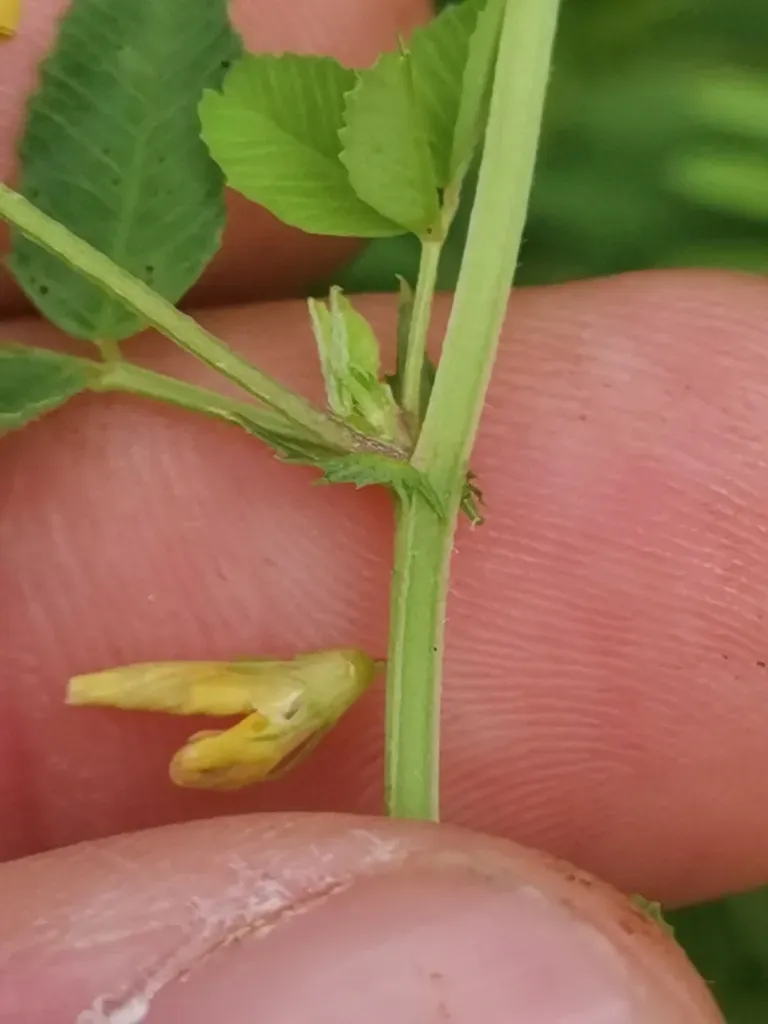 Medicago Carstiensis