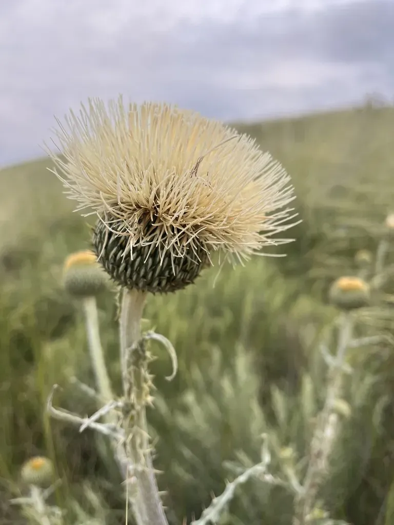 Prairie Thistle