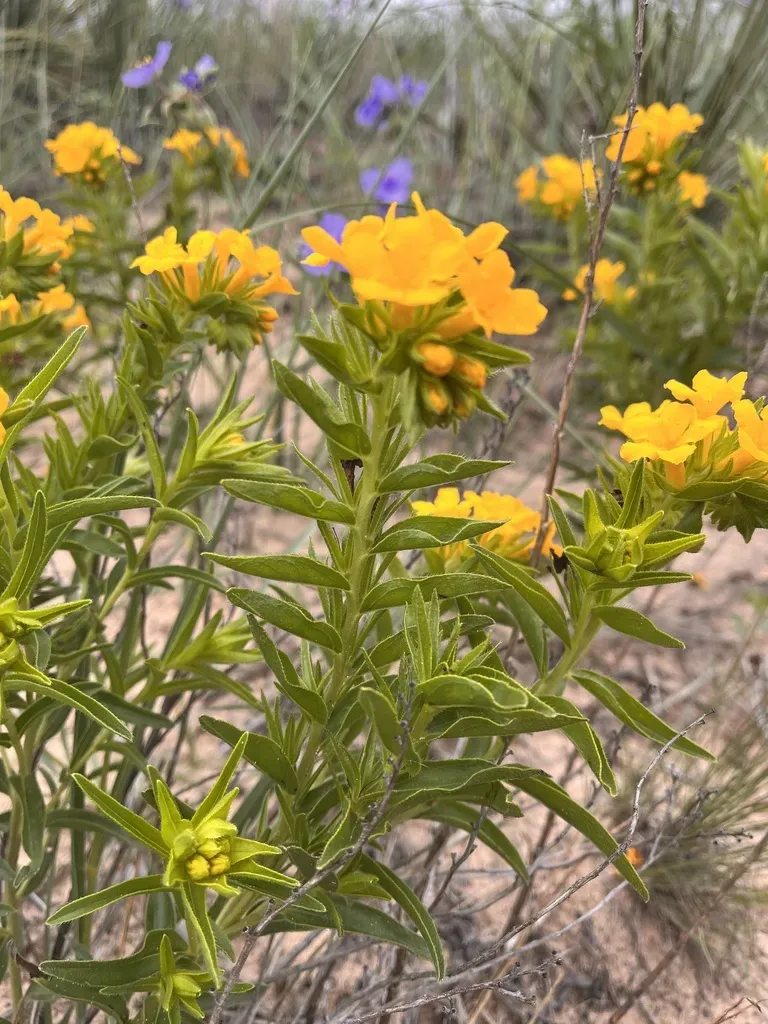 Hairy Puccoon