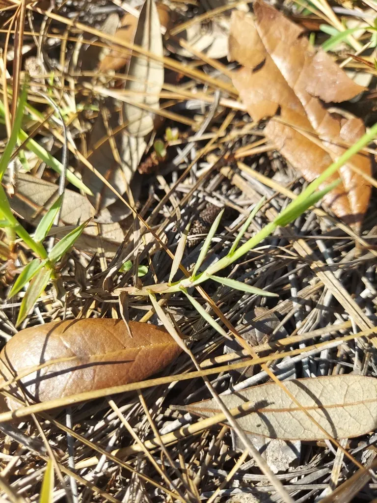 False Couch Finger Grass