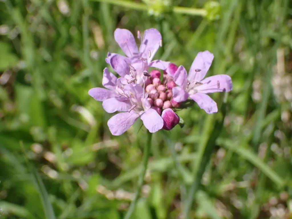 Glossy Scabious