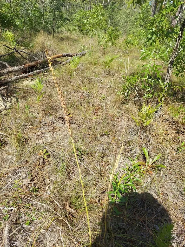 Florida Feathershank