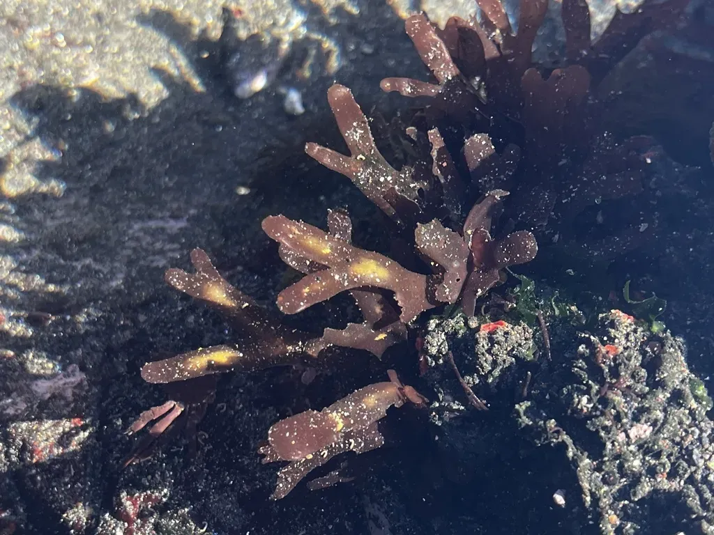 Rhodymenia Skottsbergii