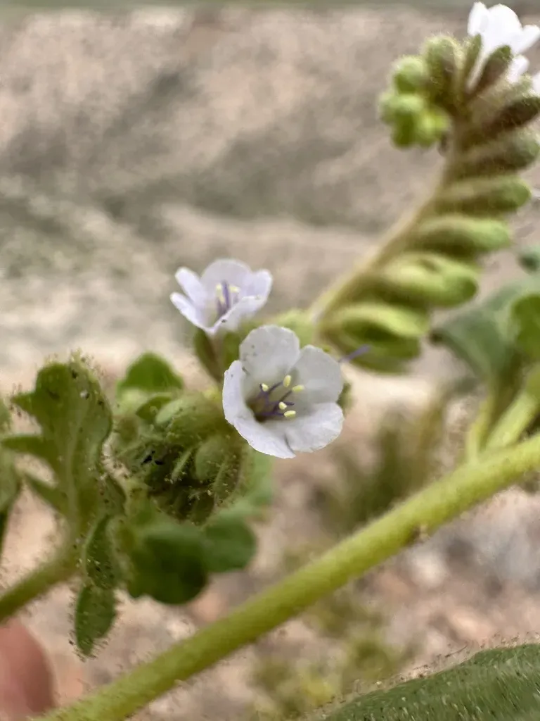 Aven Nelson's Phacelia