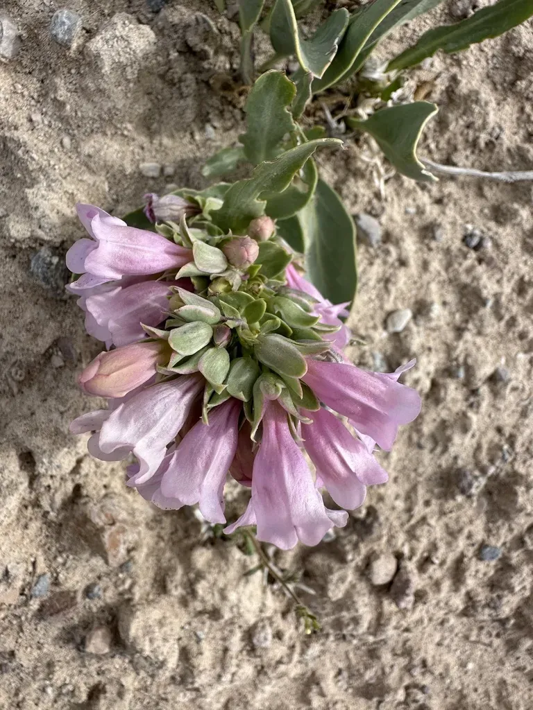 Steptoe Valley Beardtongue
