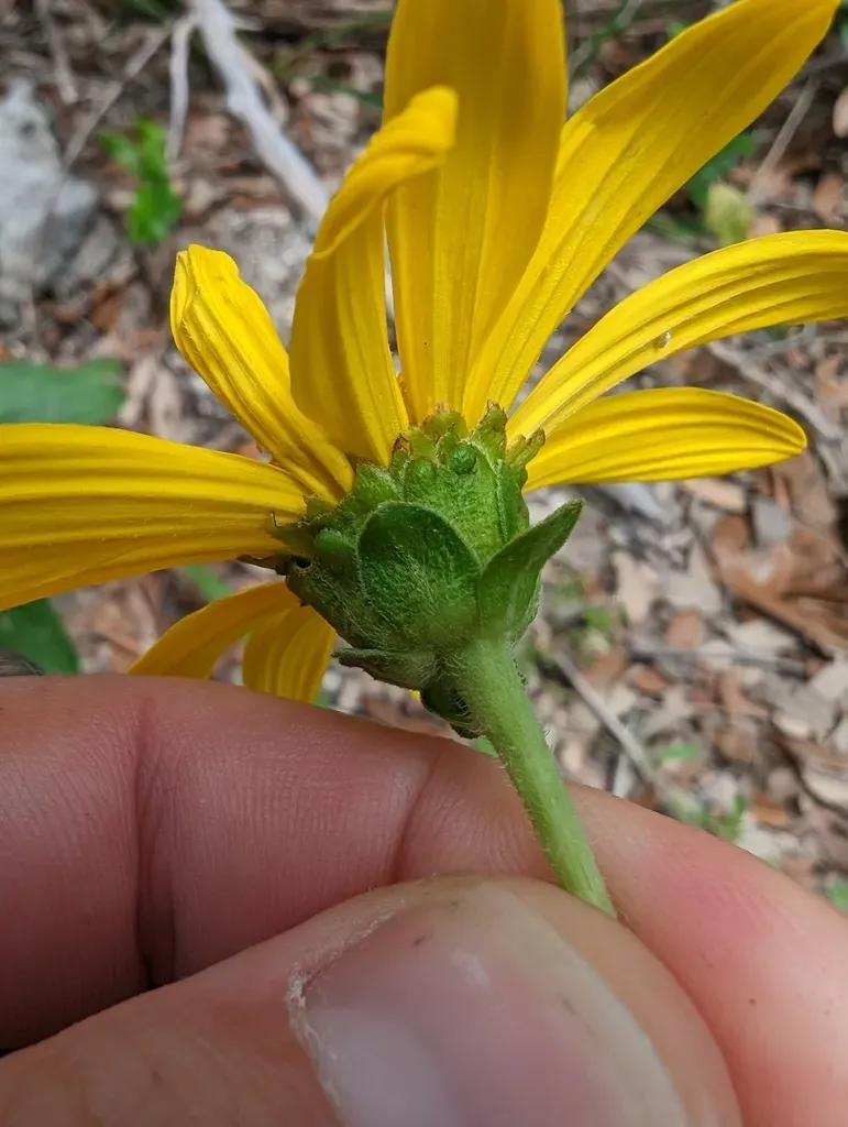 Lindheimer's Crownbeard