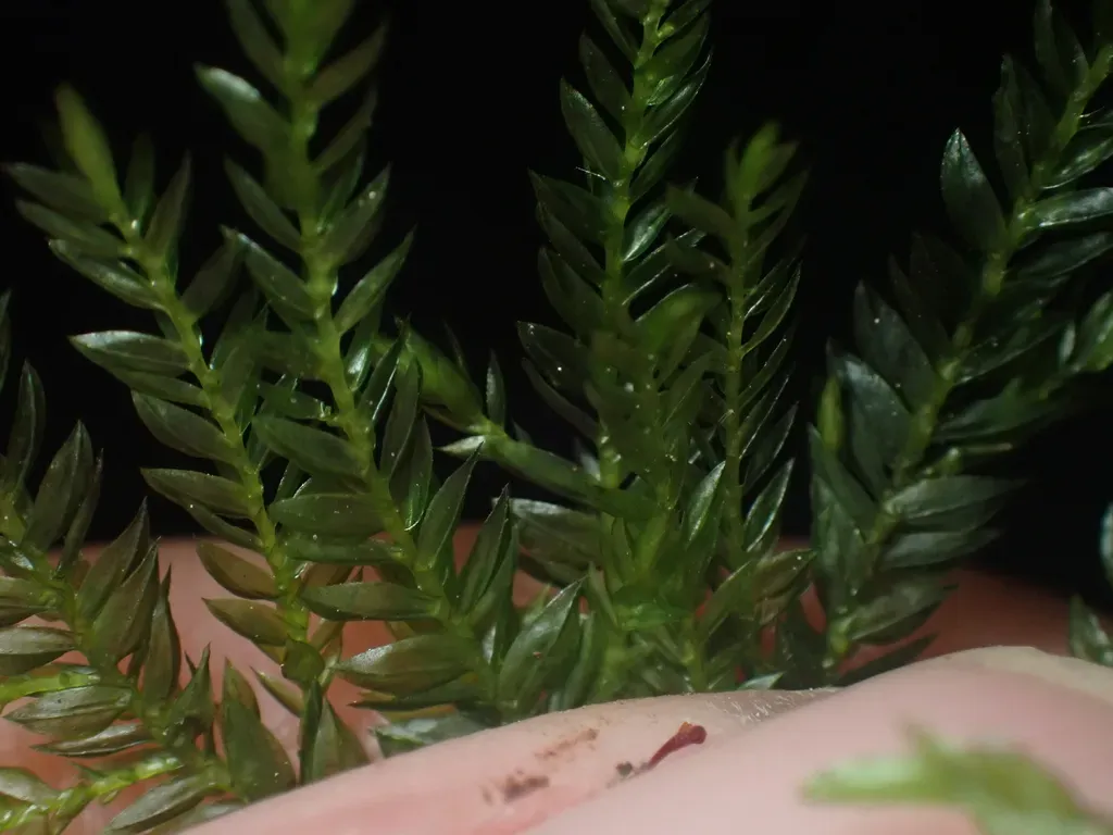 Hypnodendron Spininervium