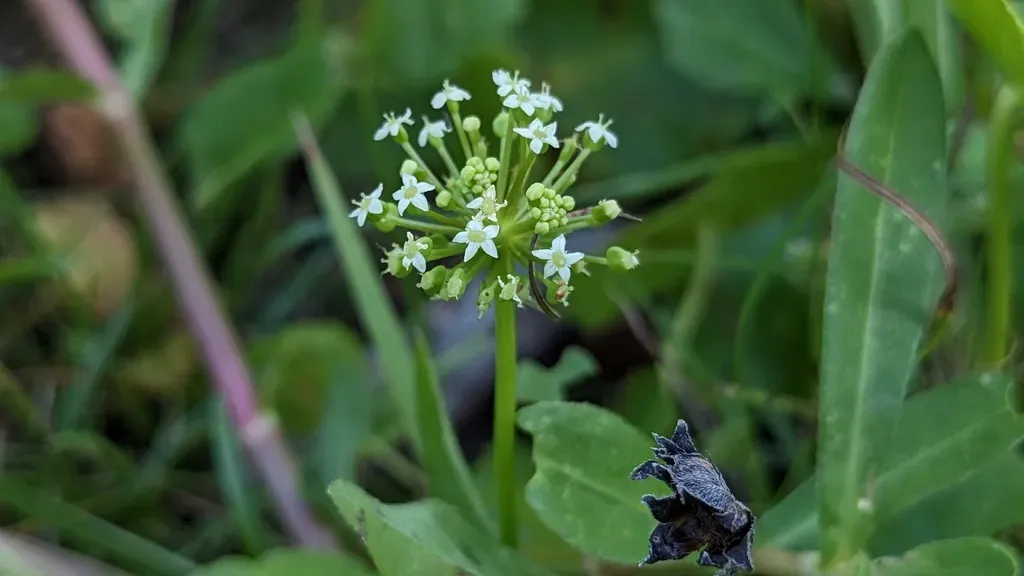 Whorled Marshpennywort
