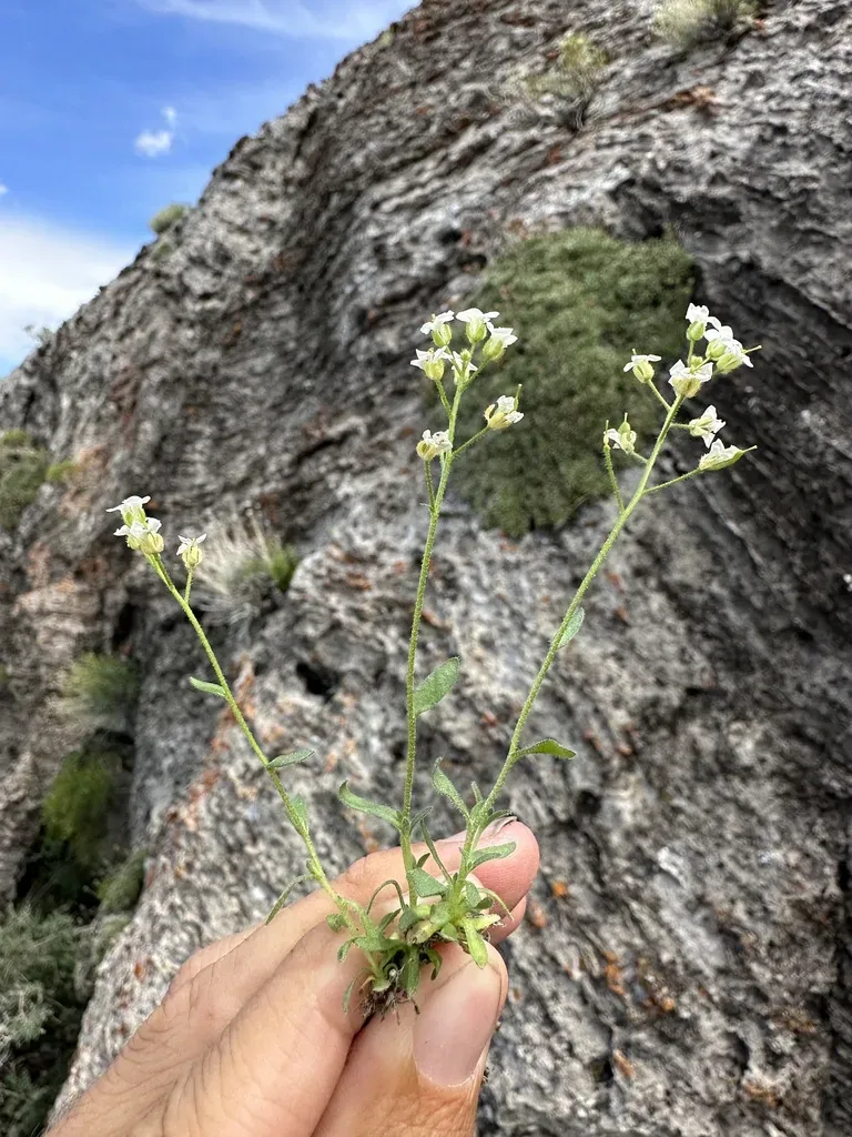 Schell Creek Draba
