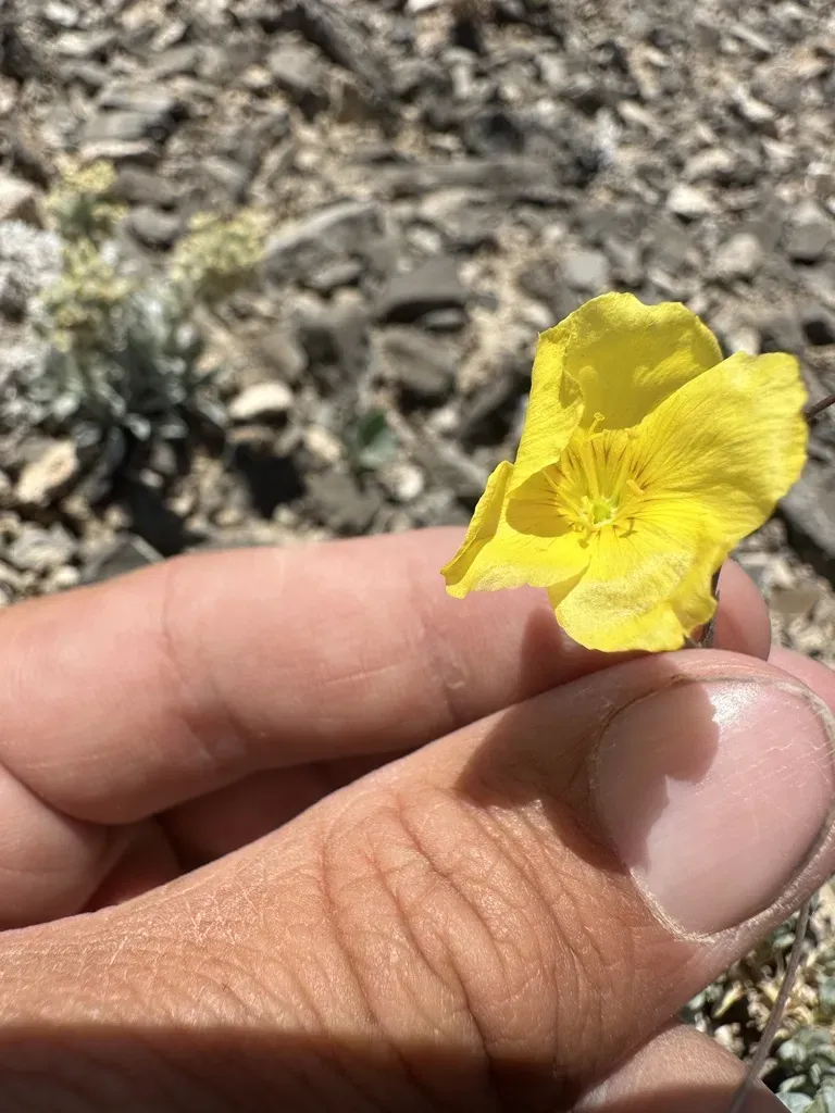 Utah Yellow-flax