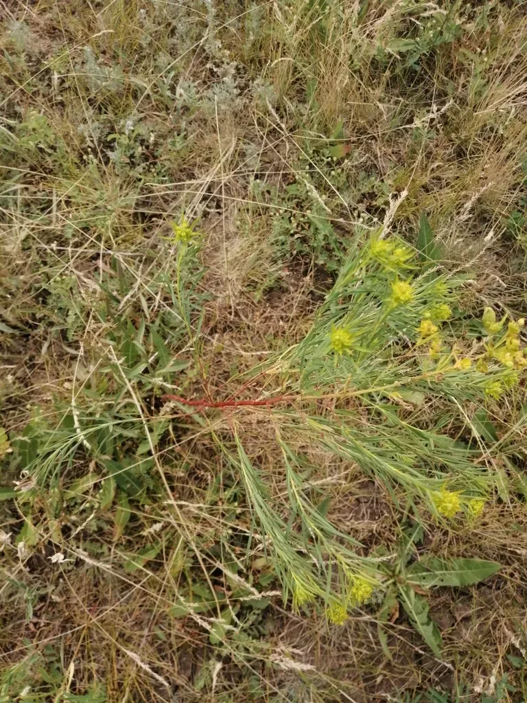 Russian Leafy Spurge