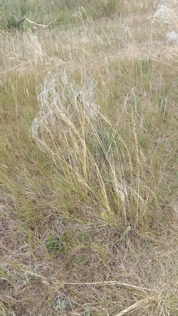 Feather Grass