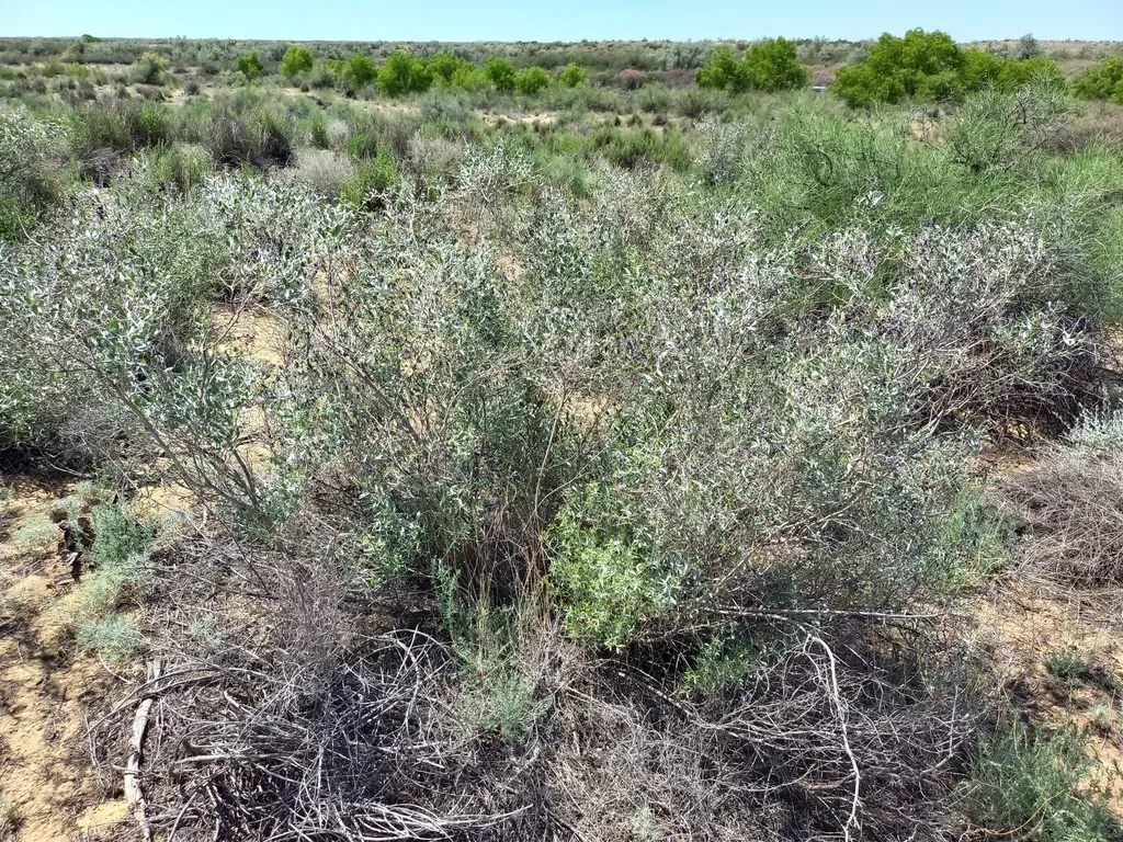 Ammodendron Bifolium