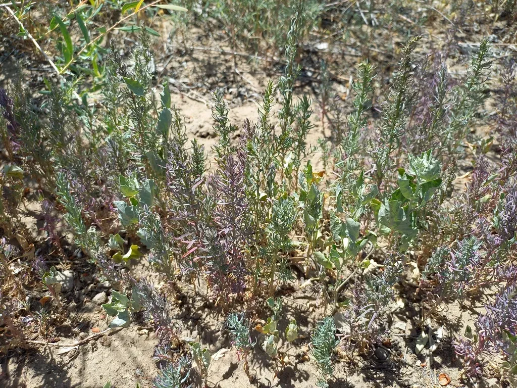 Hairy Saltwort