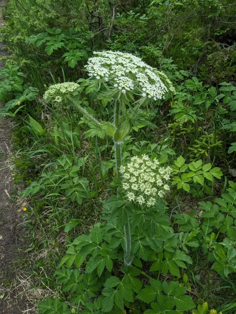 Laserpitium Archangelica