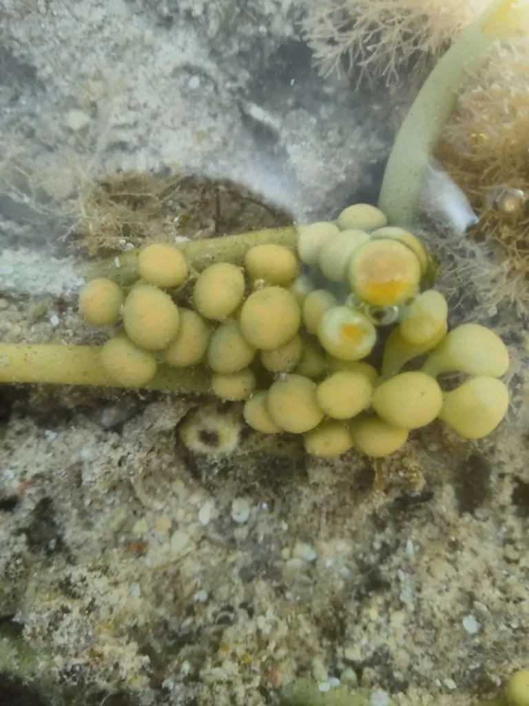 Sea Grapes