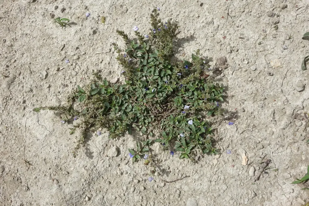 Veronica Vendettadeae