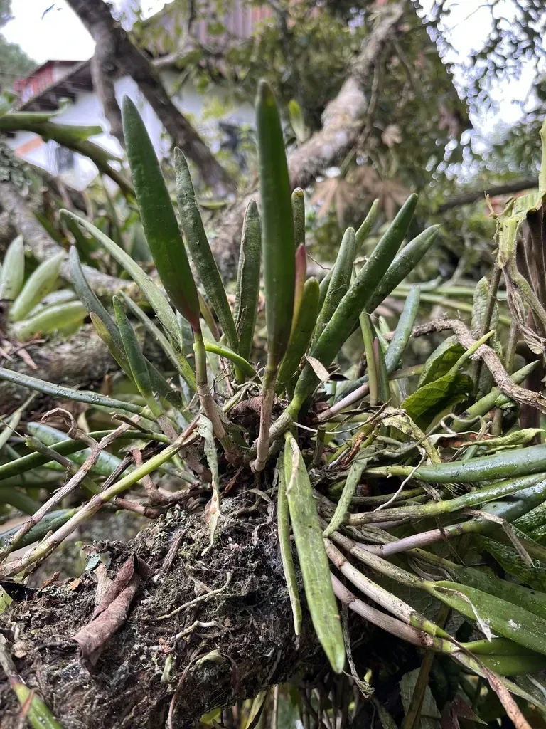 Epidendrum Moritzii
