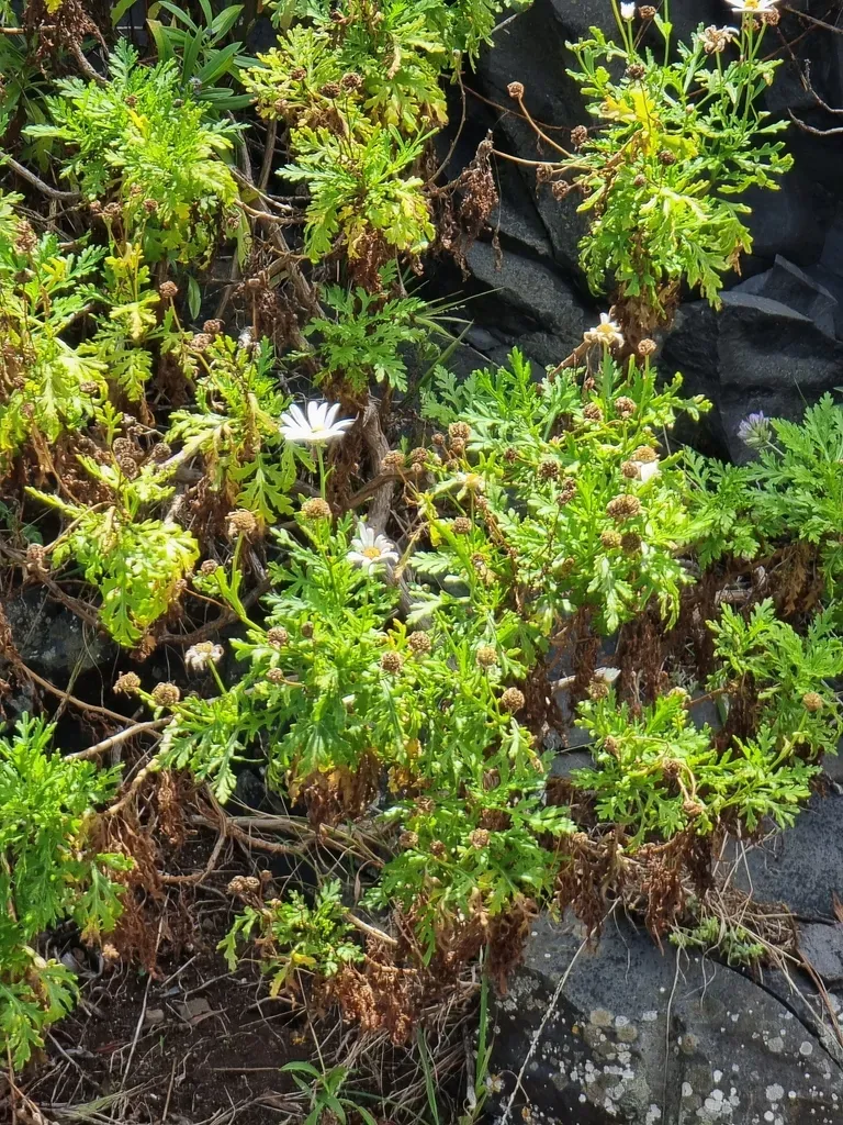 Argyranthemum Haematomma