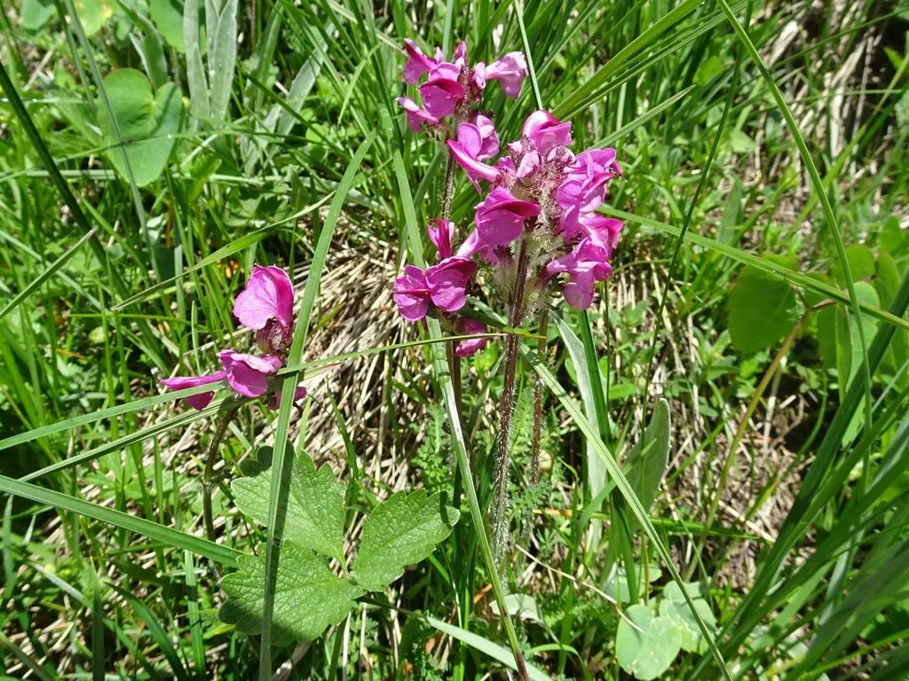Mount Cenis Lousewort