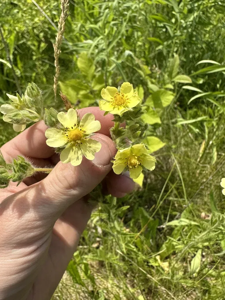 Sulphur Cinquefoil