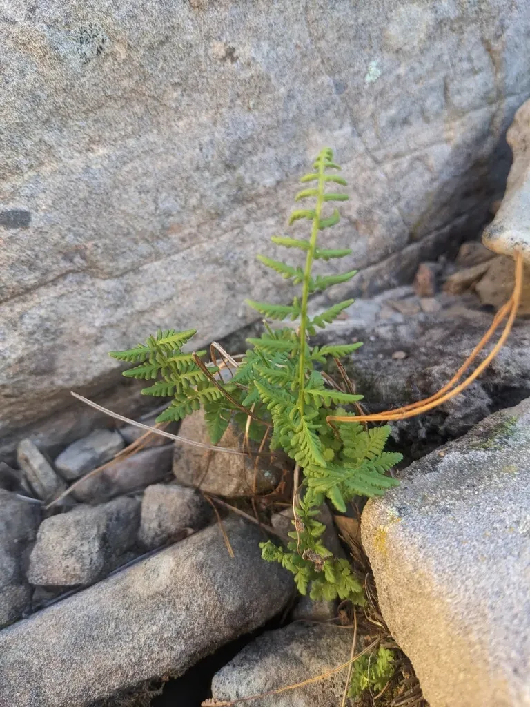 New Mexican Woodsia