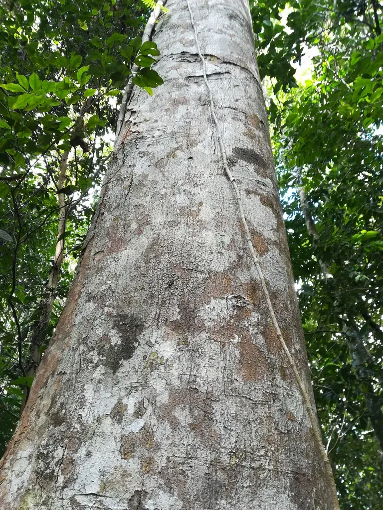 Blepharocarya Involucrigera