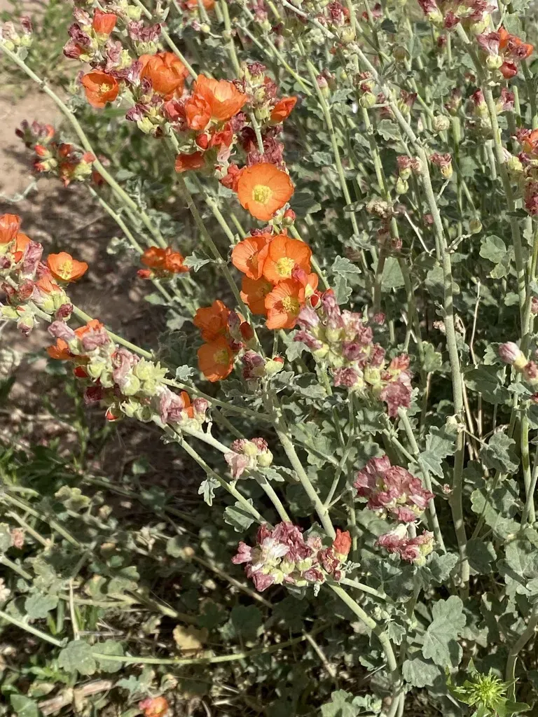 Small-leaf Globemallow