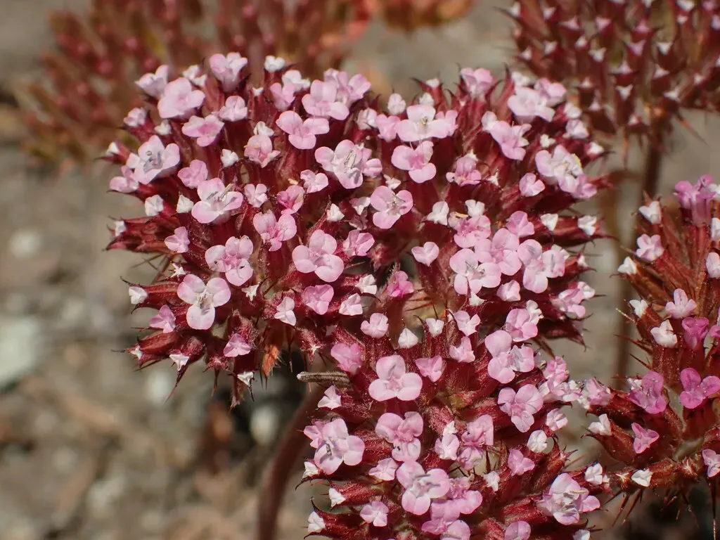 Spoon-sepal Spineflower