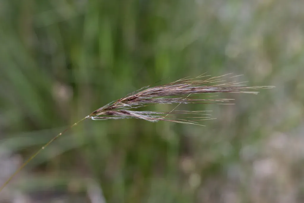 Austrostipa Semibarbata