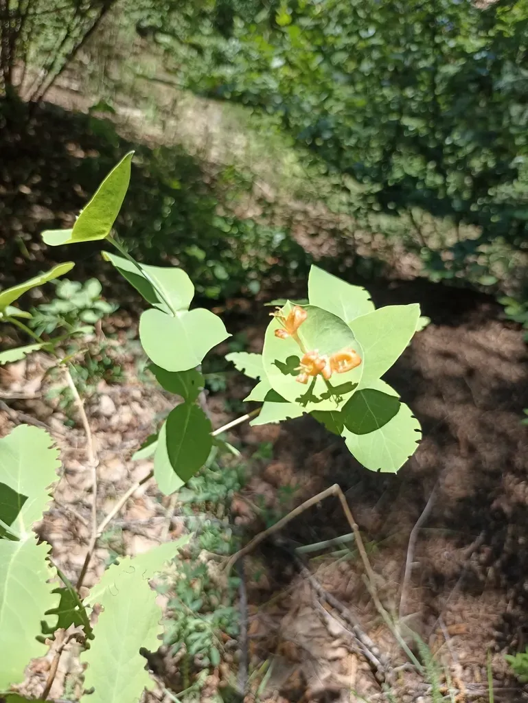 Yellow Honeysuckle