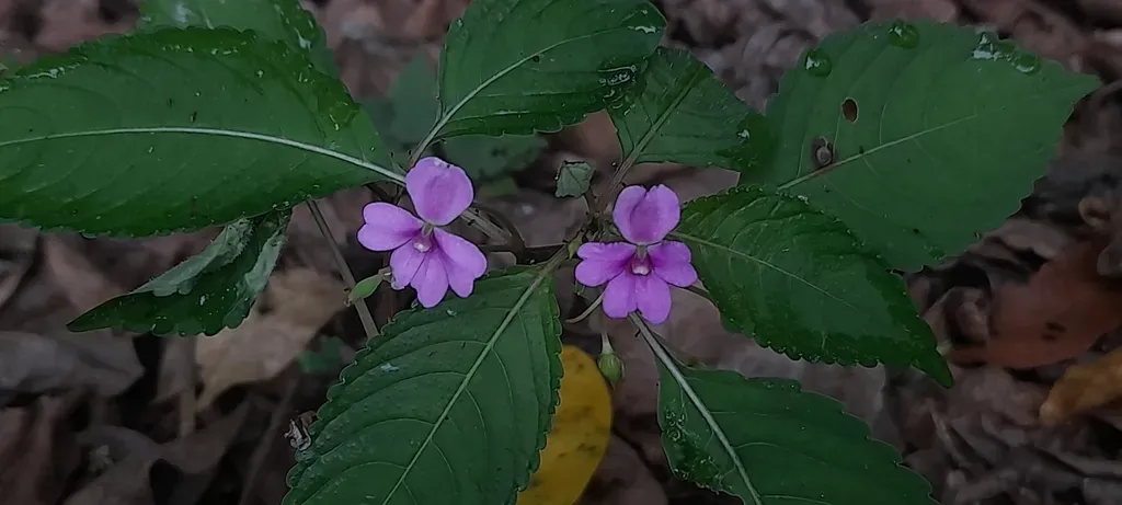 Impatiens Dasysperma