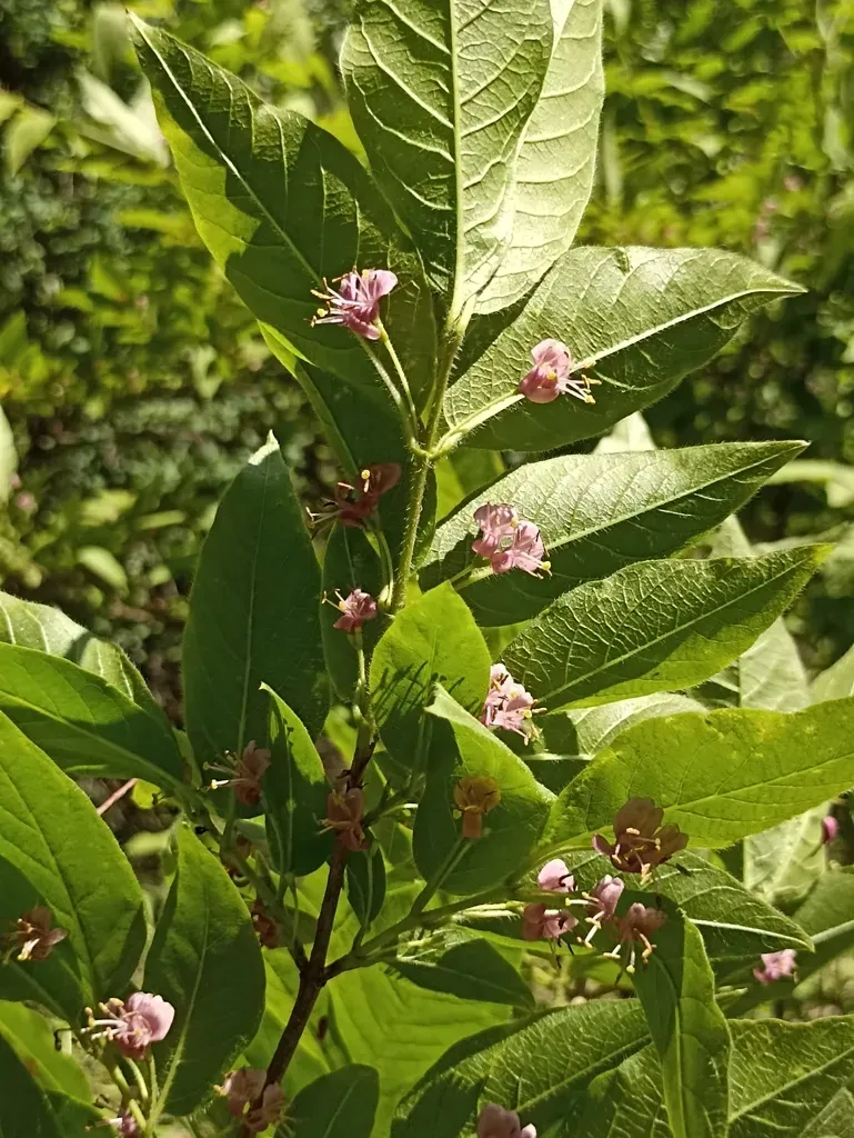 Lonicera Maximowiczii