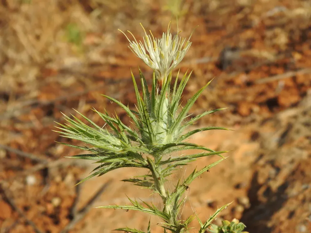 Smooth Distaff Thistle
