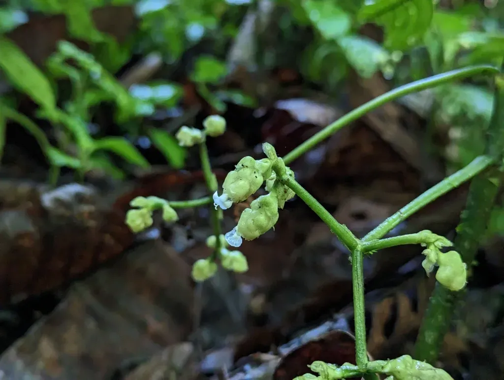 Notopleura Lateriflora