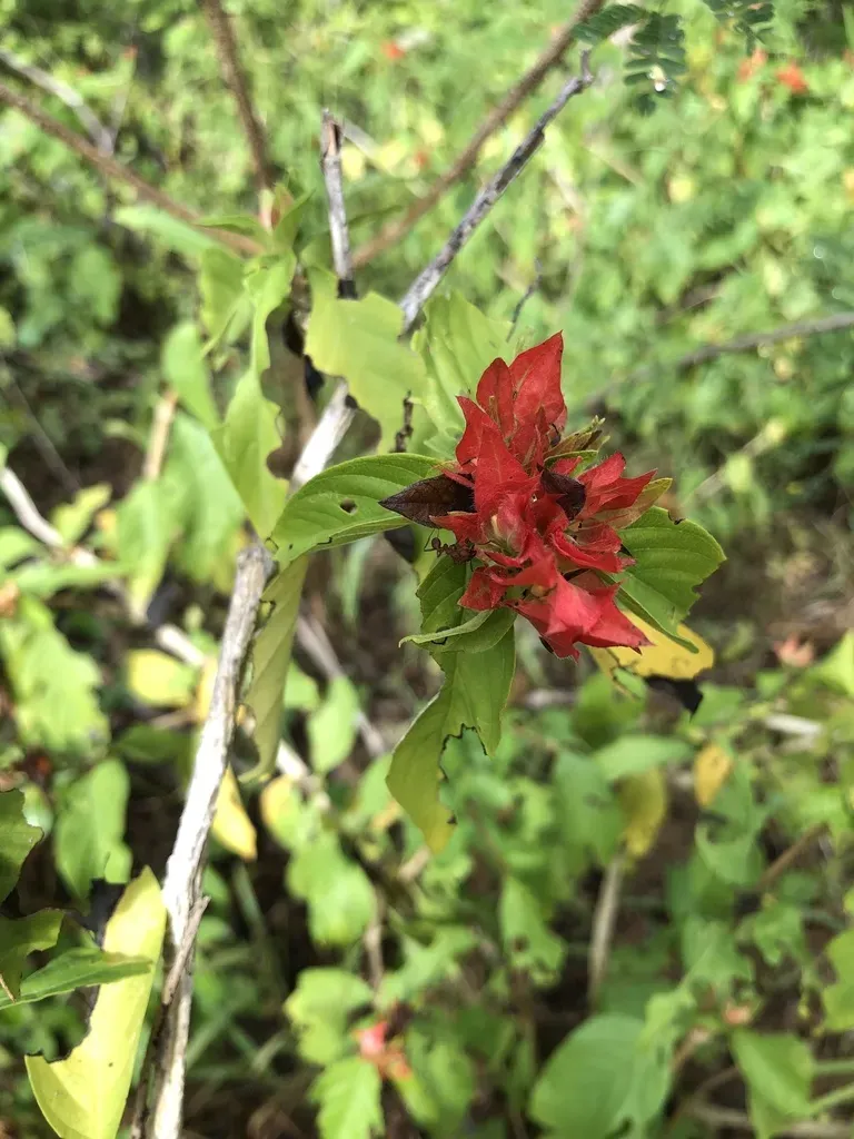 Justicia Rubrobracteata